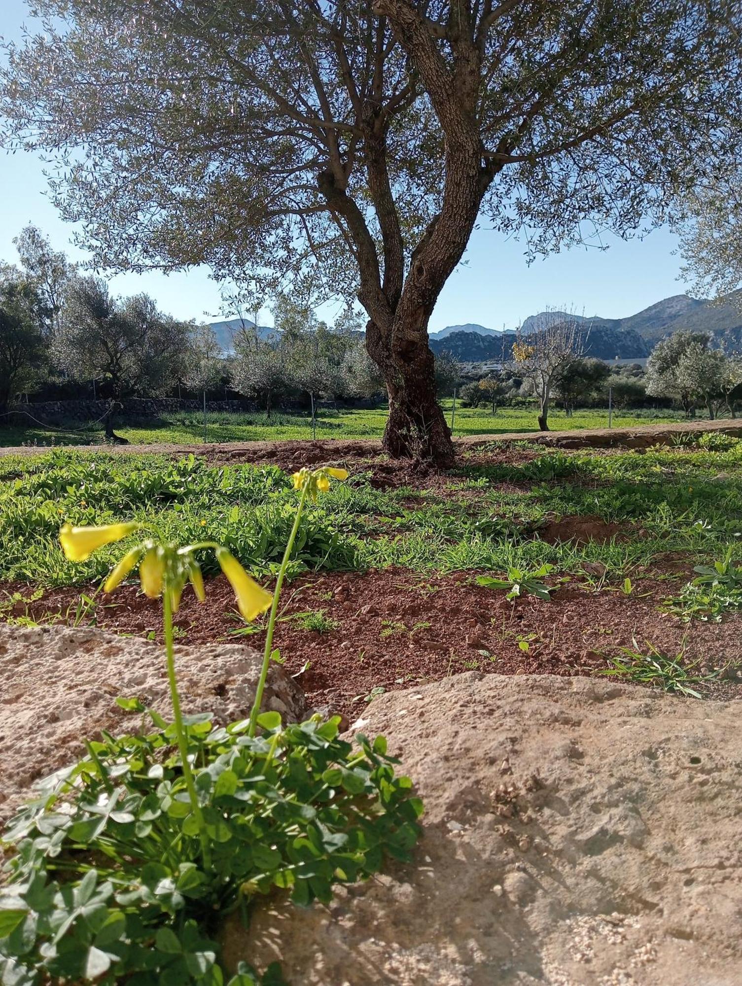 Agriturismo Sa Murta Dorgali Ngoại thất bức ảnh